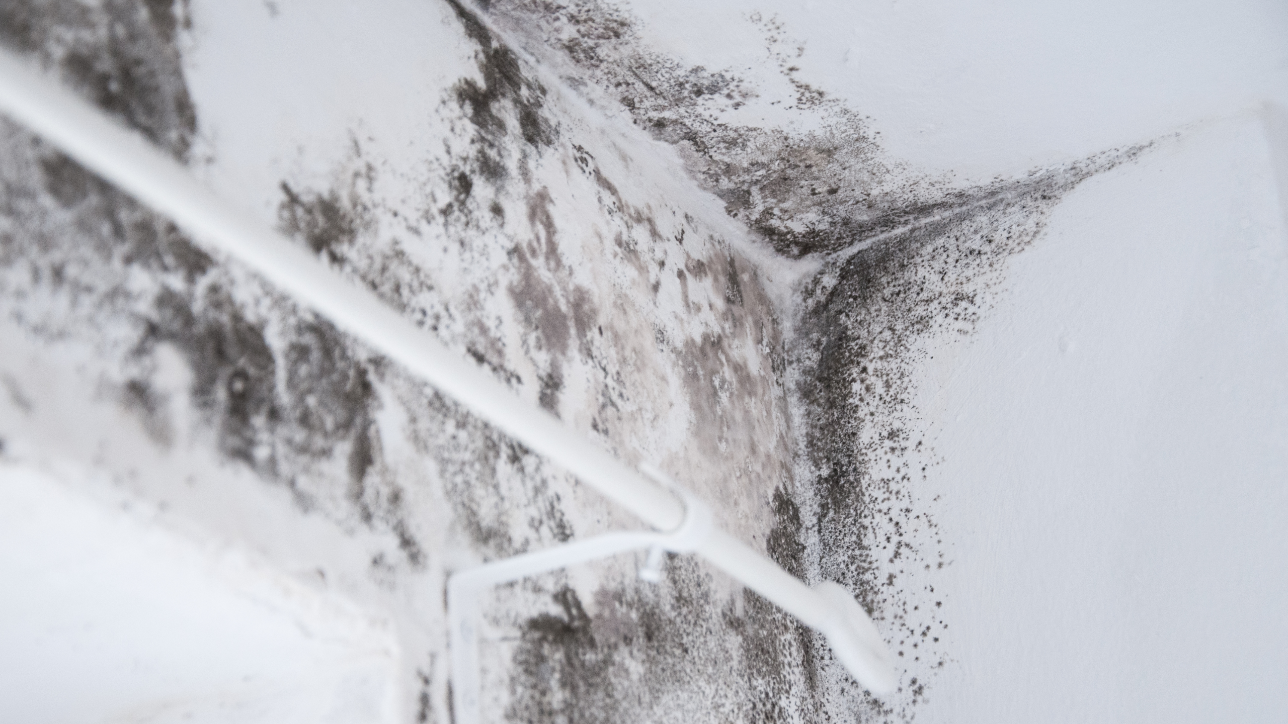 mold removal and mitigation